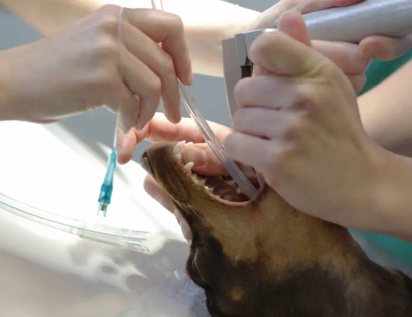 Hund steht auf dem Untersuchungstisch - Dr. Sophie Degner Kleintierpraxis am Markkleeberger See